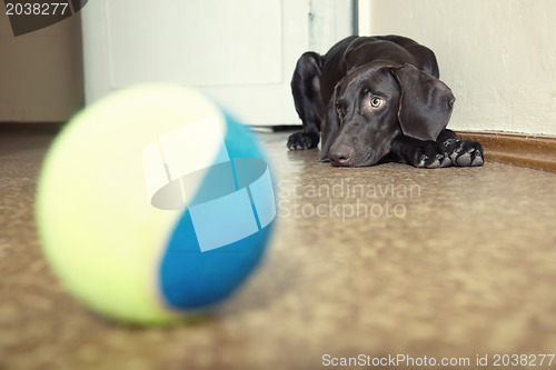 Image of Dog and ball