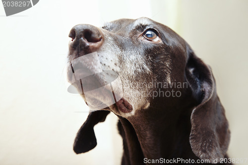 Image of Devotion of the dog