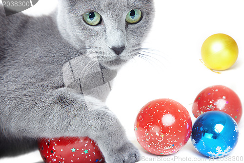 Image of Christmas cat