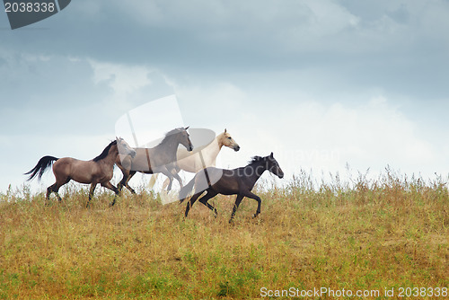 Image of Four running horses in the steppe