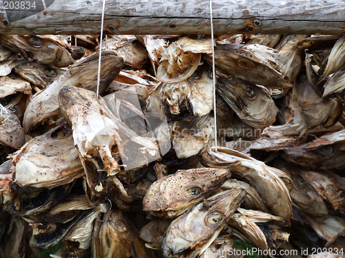 Image of Drying fish - Norwegian cuisine