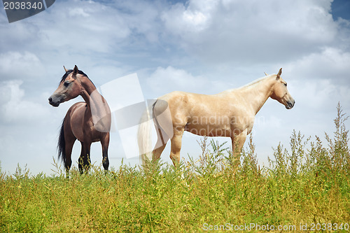 Image of Horses