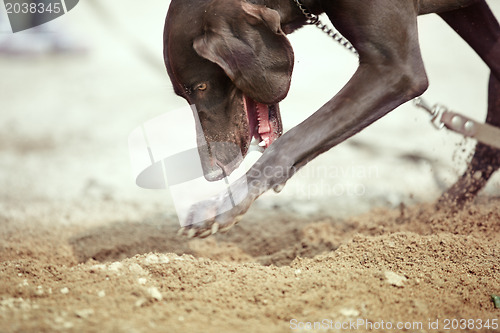 Image of Dog digging
