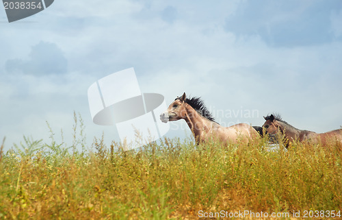 Image of Running horses