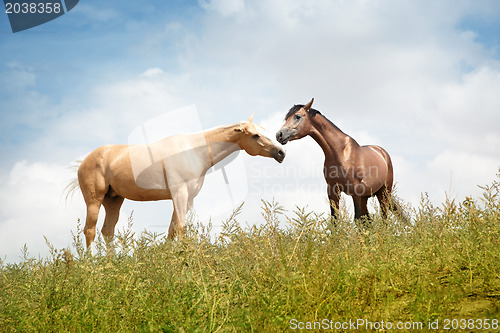 Image of Love of horse