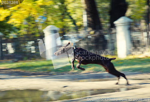 Image of Jumping dog