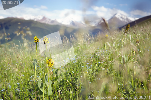 Image of Alpine meadow and mountains