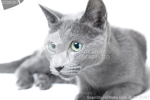 Image of Russian blue cat