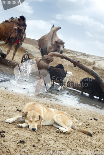 Image of Shepherd dog