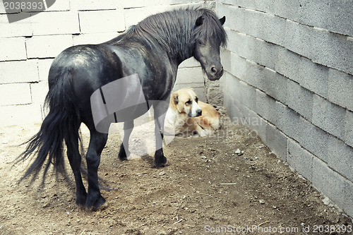 Image of Pony and dog