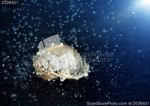 Image of Seashell under the water