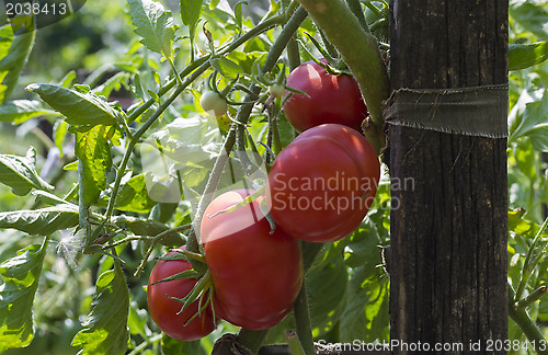 Image of Tomatoes in the garden