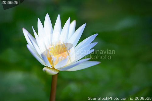 Image of Blooming lotus on the marshes background