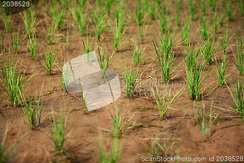 Image of Growing rice