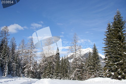 Image of Alpine mountain treeline