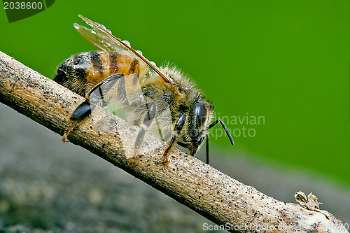 Image of  bee in a piece of wood