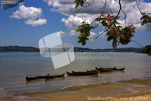 Image of  branch boat palm lagoon and coastline