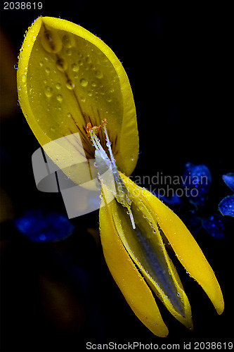 Image of genista  Fabaceae