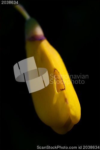 Image of genista   Cytisus Scoparius