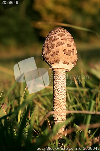 Image of Parasol mushroom