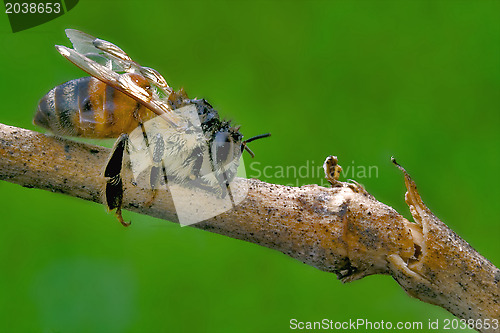 Image of little bee in a piece of wood