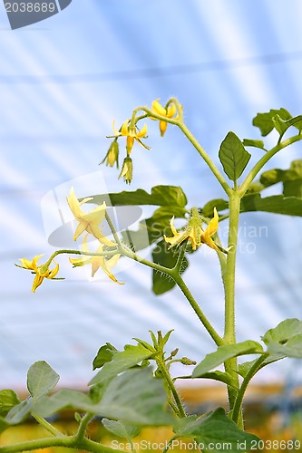 Image of Flowering tomato plant in greenhouses 