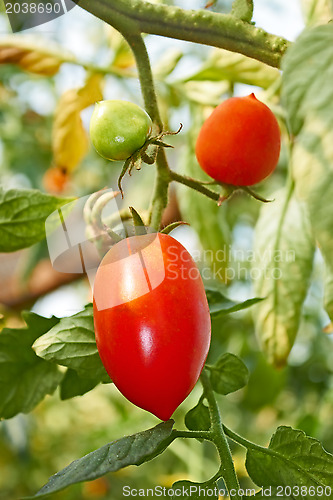 Image of Red oblong tomatoes in greenhouse