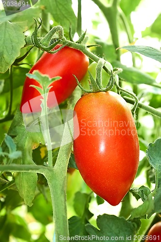 Image of Red tomatoes in film greenhouse