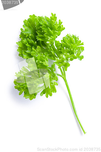 Image of parsley on white background