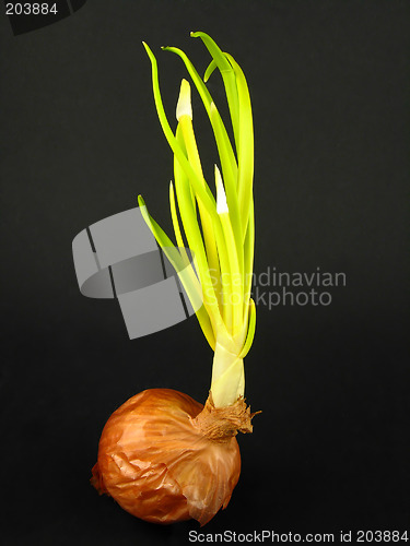 Image of Onion