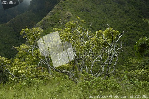 Image of Tropical Rainforest