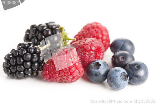 Image of forest fruits