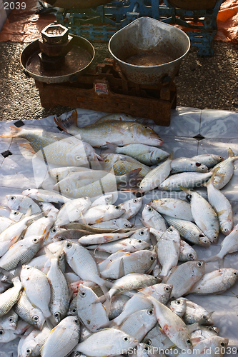 Image of Fish with scales on Doha Cornice fish market