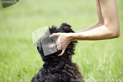 Image of Miniature schnauzer