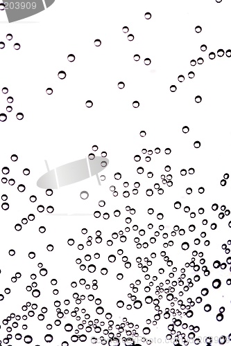 Image of Champagne Bubbles