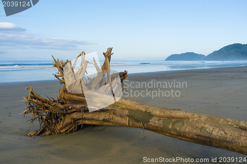 Image of Flotsam on tropical beach