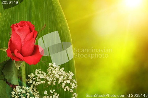 Image of Bouquet of fresh red roses