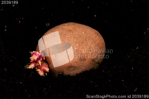 Image of Potatoes sprouts