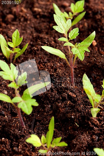 Image of Green seedling