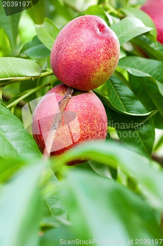 Image of Ripe peaches