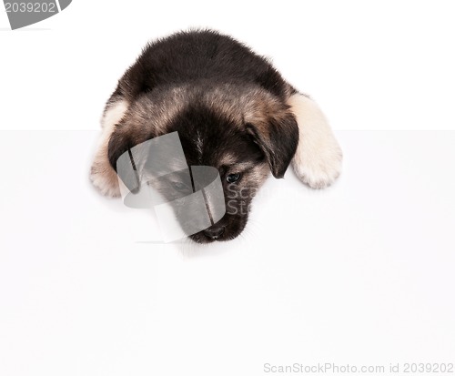 Image of Puppy with paper