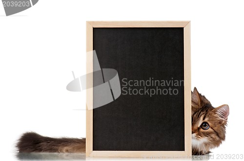 Image of Cat with blackboard