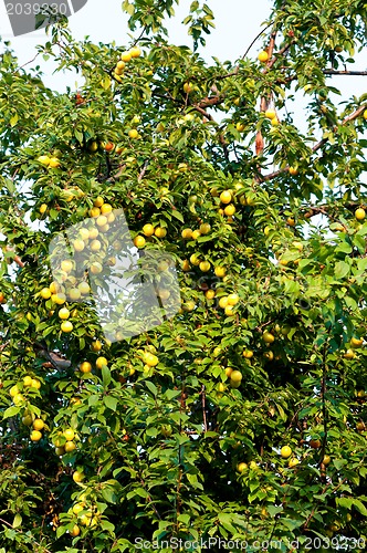 Image of Cherry plum