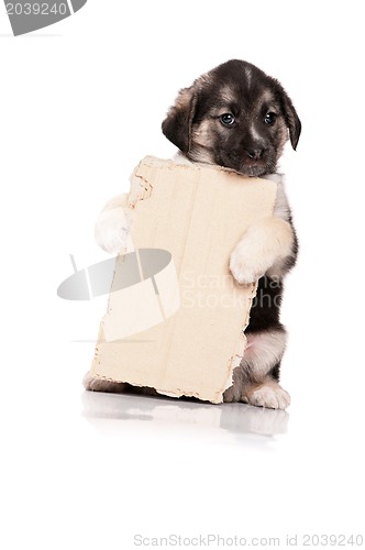 Image of Puppy with paper