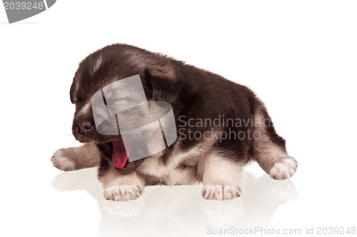 Image of Cute puppy