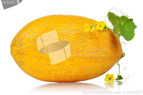 Image of Cantaloupe melon