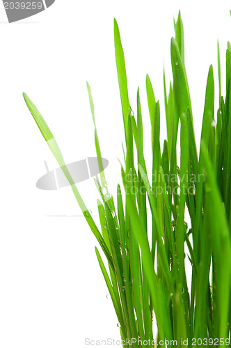 Image of Wheat grass