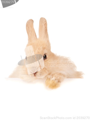 Image of Cute rabbit