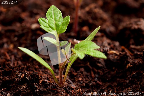 Image of Green seedling