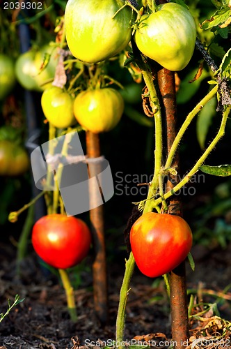 Image of Tomatoes on bush